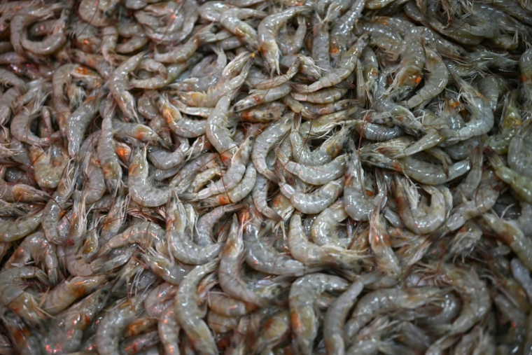 L'ONG de défense du bien-être animal ICAW a appelé la grande distribution française à renforcer ses engagements contre la maltraitance des crevettes d'élevage ( AFP / Mauro PIMENTEL )