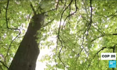 COP26 : un engagement sur la déforestation dès l'ouverture de la conférence
