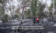 À Fontainebleau, la biodiversité à l'épreuve après les ravages du feu