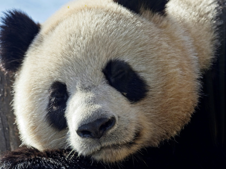 La femelle panda Yuandudu, une des deux jumelles nées en France, dans son enclos au zoo de Beauval, France, le 22 mars 2024 ( AFP/GUILLAUME SOUVANT / GUILLAUME SOUVANT )