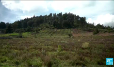 Mexique : préserver les papillons monarques, coûte que coûte