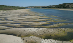 Photo des rives asséchées du Danube à Rasova en Roumanie, le 13 août 2026 ( AFP / Daniel MIHAILESCU )