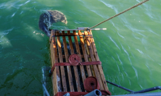 Un phoque gris relâché dans la mer Baltique, à 20 km de Klaipeda, le 2 juillet 2025 en Lituanie ( AFP / Petras Malukas )