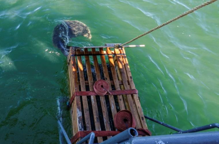 Un phoque gris relâché dans la mer Baltique, à 20 km de Klaipeda, le 2 juillet 2025 en Lituanie ( AFP / Petras Malukas )