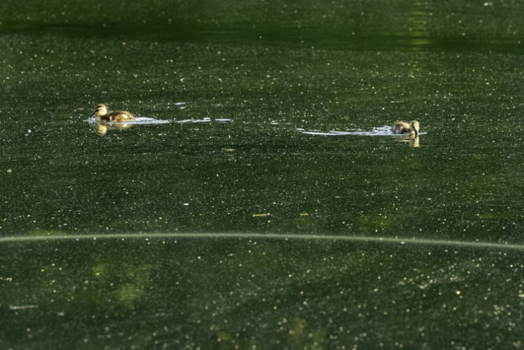 Des canards nagent au milieu d'une prolifération d'algues dans le bassin réfléchissant du Lincoln Memorial, dont la peinture s'est écaillée, le 20 juin 2026 à Washington ( AFP / Ken Cedeno )