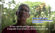 A Rio de Janeiro, des palmiers fleurissent pour la première fois avant de mourir