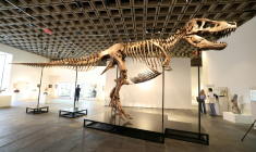 "Gus", un T-Rex considéré comme "l'un des plus grands et des plus complets spécimens" du genre, est présenté à la presse au Breuer Building de Sotheby's, le 1er juillet 2026 à New York ( AFP / TIMOTHY A. CLARY )