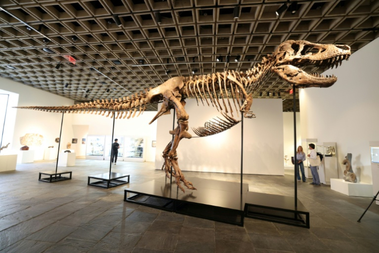 "Gus", un T-Rex considéré comme "l'un des plus grands et des plus complets spécimens" du genre, est présenté à la presse au Breuer Building de Sotheby's, le 1er juillet 2026 à New York ( AFP / TIMOTHY A. CLARY )