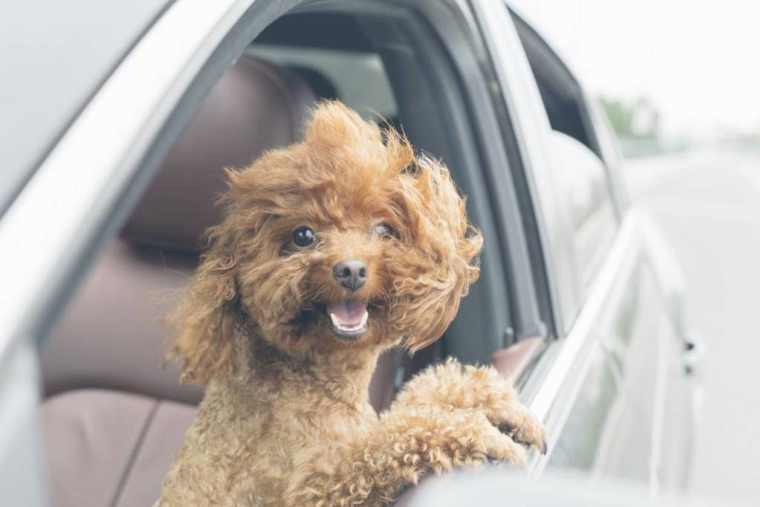 Assurance animaux : quels critères prendre en compte pour faire son choix ? / iStock.com - Gang Zhou