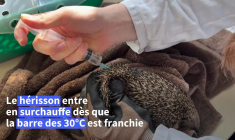 Canicule, incendies: la faune sauvage en surchauffe