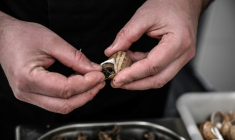 Un héliciculteur prépare uen commande d'ecargots de Bourgogne, le 19 février 2021, à Etrigny, en Saône-et-Loire  ( AFP / JEAN-PHILIPPE KSIAZEK )