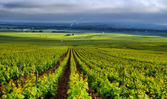 Vous pouvez investir dans les vignobles via les groupements fonciers viticoles (GFV). (© CC-Jean-Marc)