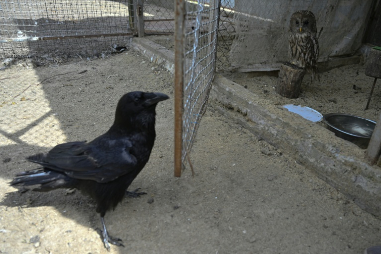 Un grand corbeau (g) et une chouette de l'Oural (d) dans une volière d'un refuge pour oiseaux à Voropaïv, dans la région de Kiev, le 28 avril 2026 en Ukraine ( AFP / Genya SAVILOV )