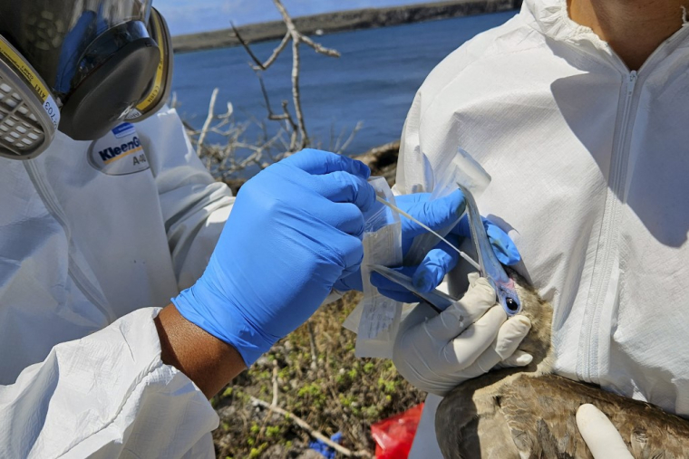 L'agence des Nations unies pour l'agriculture (FAO) s'inquiète de l'évolution de la grippe aviaire dans la zone Asie-Pacifique. ( PARQUE NACIONAL GALAPAGOS / HANDOUT )