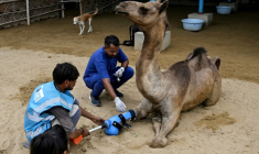 Babar Hussain (au centre), vétérinaire, aide à la pose de la prothèse de la jeune chamelle Cammie dans un centre animalier de Karachi (Pakistan) le 19 juillet 2025 ( AFP / Rizwan TABASSUM )