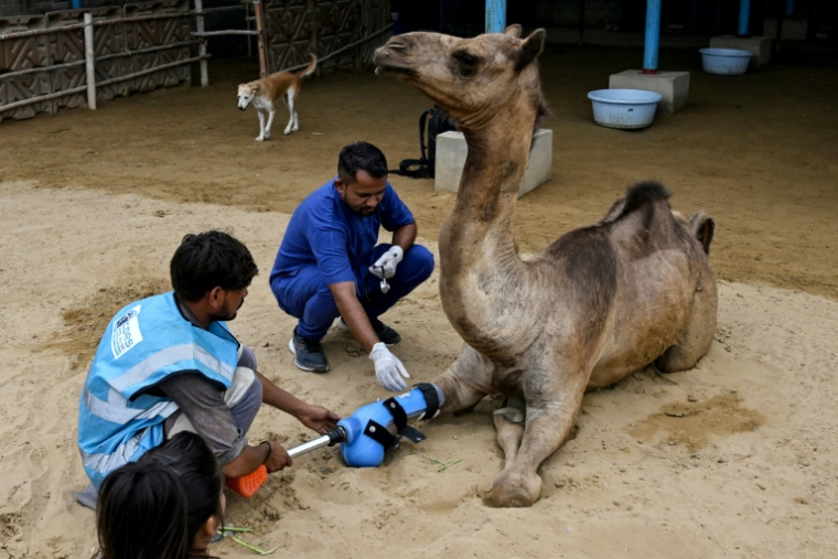 Babar Hussain (au centre), vétérinaire, aide à la pose de la prothèse de la jeune chamelle Cammie dans un centre animalier de Karachi (Pakistan) le 19 juillet 2025 ( AFP / Rizwan TABASSUM )