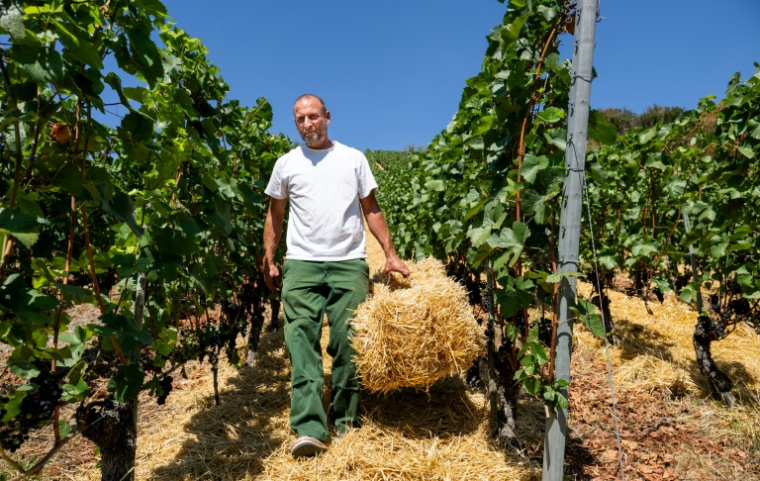 Le vigneron Florian Weingart transporte une botte de paille pour l'éparpiller sur le sol afin de garder l’humidité dans la terre dans son vignoble de Spay, dans l'ouest de l'Allemagne, le 14 août 2026 ( AFP / Torsten Silz )