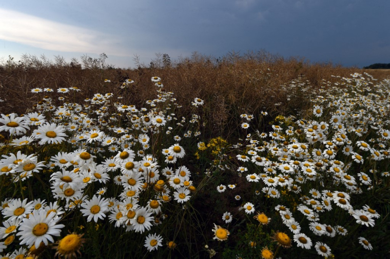 Des plantes invasives se développent dans la zone zéro pesticide d'un champ, le 25 juin 2020 à Mondoubleau, au nord-ouest. ( AFP / JEAN-FRANCOIS MONIER )