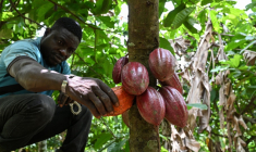 L'agriculteur Koffi Alexis Amani tient une cabosse de cacao dans une plantation près de Bouaflé (Côte d'Ivoire), le 16 septembre 2026 ( AFP / Issouf SANOGO )