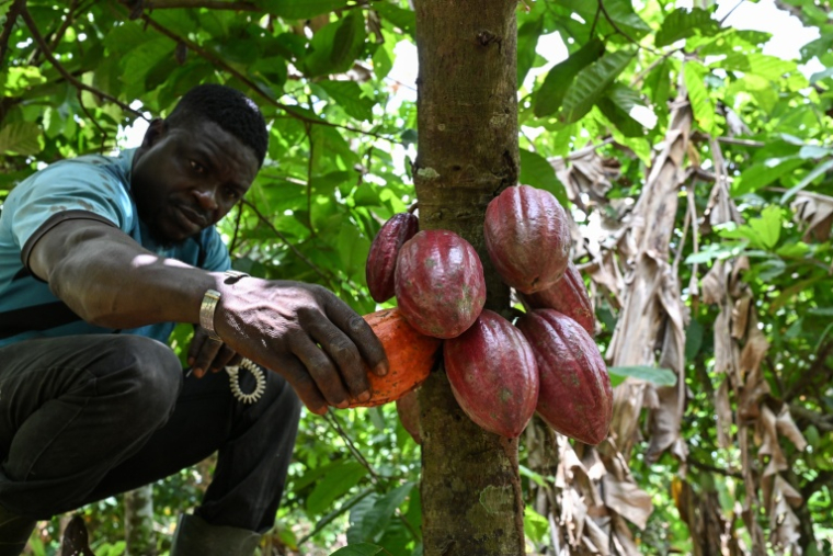 L'agriculteur Koffi Alexis Amani tient une cabosse de cacao dans une plantation près de Bouaflé (Côte d'Ivoire), le 16 septembre 2026 ( AFP / Issouf SANOGO )