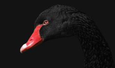 Il y aura toujours des cygnes noirs, événements d'ampleur considérable et quasiment impossibles à prédire, ou, lorsqu'ils sont prévisibles, assortis d'une probabilité minime. Mais la plupart des réactions à cette pandémie témoignent d'une sorte d'illusion de la sécurité totale, sur le thème « nous aurions pu et dû nous y préparer ». (Crédits photo : Adobe Stock)