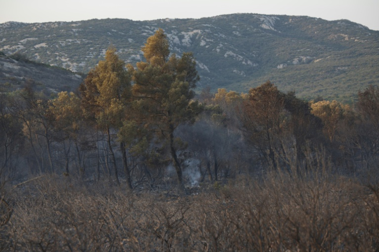 Des fumées au coeur d'une zone forestière à Fraisse-des-Corbières, dans l'Aude, le 7 août 2025 ( AFP / Valentine CHAPUIS )