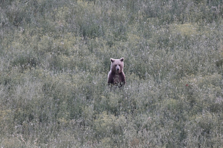This photograph shows a wild female brown bear (Ursus arctos) in a forest, near Grevena, northwest Greece on June 21, 2026. Brown bear numbers in Greece's Western Macedonia have risen steadily due to conservation measures, with a 2025 survey counting about 900 bears, nearly double the total recorded six years earlier. The growing population has fueled complaints from farmers over crop damage and bear sightings near inhabited areas. ( AFP / Sakis Mitrolidis )