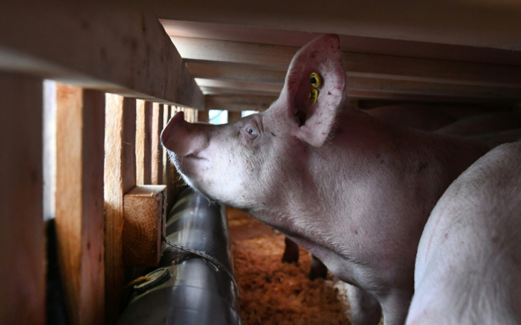 La loi en vigueur actuellement sur le transport des animaux permet des trajets allant de 8 à 28 heures selon les espèces, et sans obligation de pause pour les porcs ( AFP / Fred TANNEAU )
