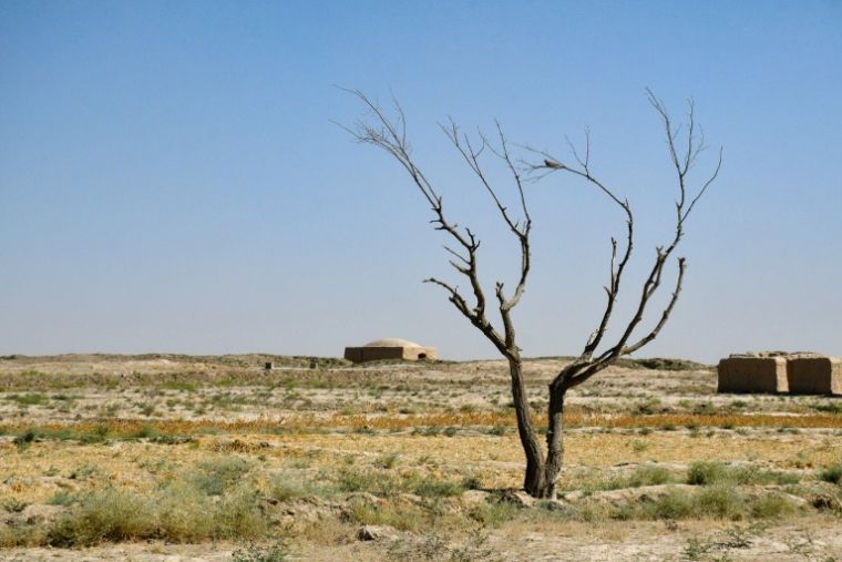 Un arbre desséché dans le village de Bolak, dans le nord de l'Afghanistan, l'un des pays les plus vulnérables aux effets du changement climatique, le 10 juillet 2025 ( AFP / Atif Aryan )