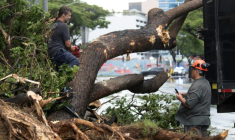 Des ouvriers tronçonnent un arbre devant un centre de conférences à Honolulu (Hawaï), après le passage de la tempête Lala, le 16 août 2026 ( AFP / Eugene Tanner )