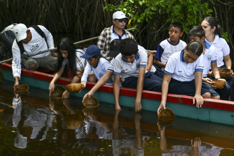 Des étudiants participent au lâcher d'alevins de pejelagartos (Atractosteus tropicus) dans la lagune de Guiscoyol à Taxisco, au Guatemala, le 24 septembre 2026 ( AFP / Johan ORDONEZ )