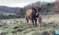 Elli Tsiforou : "Il y a une surrégulation de l’UE dans le domaine agricole"