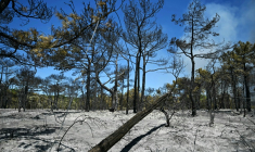 Une forêt calcinée dans l'Hérault, près de Carlencas-et-Levas, le 6 juillet 2026 ( AFP / Gabriel BOUYS )