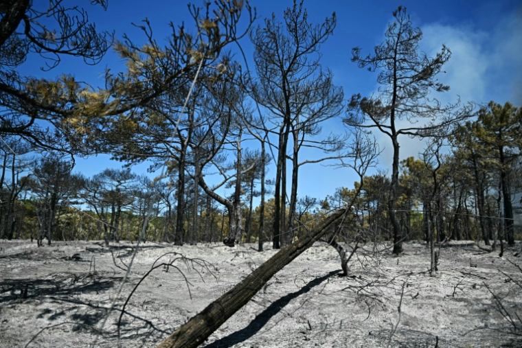 Une forêt calcinée dans l'Hérault, près de Carlencas-et-Levas, le 6 juillet 2026 ( AFP / Gabriel BOUYS )