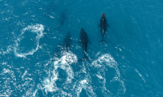 Vue aérienne d'un groupe de baleines à bosse (Megaptera novaeangliae) dans l'archipel des Abrolhos, État de Bahia, Brésil, le 19 août 2026. ( AFP / Jose OSORIO )