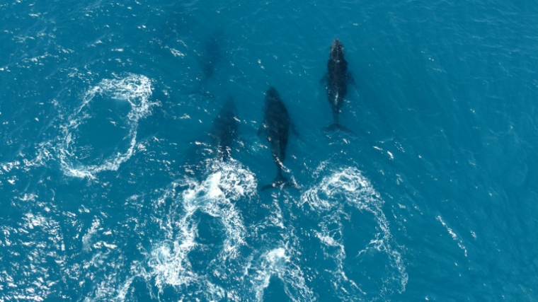 Vue aérienne d'un groupe de baleines à bosse (Megaptera novaeangliae) dans l'archipel des Abrolhos, État de Bahia, Brésil, le 19 août 2026. ( AFP / Jose OSORIO )