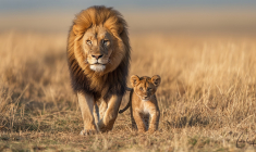 "Le Roi Lion", ce succès mondial auquel Disney ne croyait pas