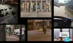 Coronavirus : En ville, la voie est libre pour les animaux