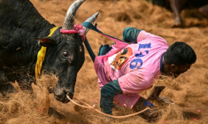 Un participant tente de maîtriser un taureau lors d'un spectacle de "jallikatu" à Palamedu, près de Madurai, le 16 janvier 2026 en Inde ( AFP / R. Satish BABU )