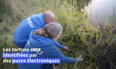 Aux abords du Rhin, la délicate réintroduction de tortues d'eau