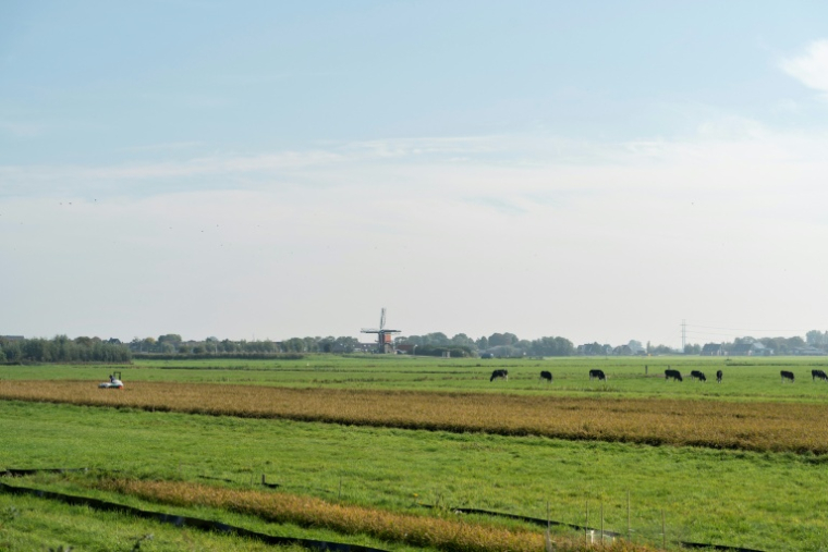 Récolte de riz dans un champ à Oud Ade, aux Pays-Bas, le 29 septembre 2026 ( AFP / Lina Selg )