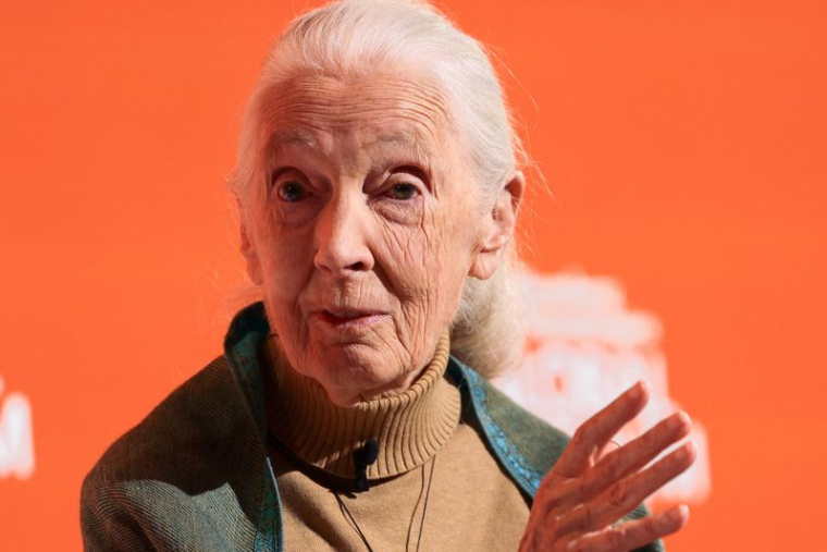 Décès de la primatologue Jane Goodall à l'âge de 91 ans