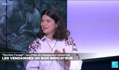 Les raisins de la colère : face au réchauffement climatique, quel est l'avenir de la viniculture ?