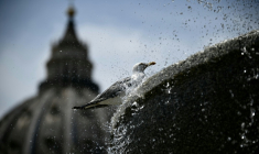 Un oiseau se rafraichit dans une fontaine au Vatican pendant une vague de chaleur le 24 juin 2026 ( AFP / Filippo MONTEFORTE )