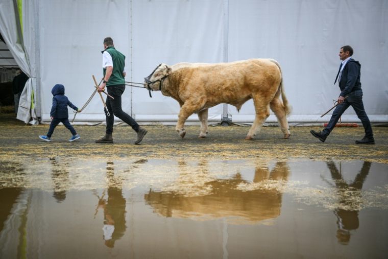 Un éleveur (2e g) conduit un taureau Charolais au Sommet de l'élevage à Cournon-d'Auvergne, le 8 octobre 2026 dans le Puy-de-Dôme ( AFP / OLIVIER CHASSIGNOLE )