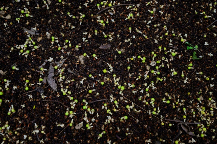 Des fleurs et des fruits d'un palmier talipot au Jardin botanique de Rio de Janeiro, au Brésil, le 10 décembre 2025 ( AFP / Pablo PORCIUNCULA )