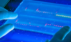 Le titre Genticel progresse de plus de 80% ce matin. (© University of Michigan)