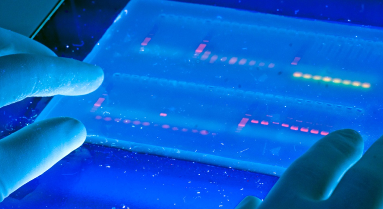 Le titre Genticel progresse de plus de 80% ce matin. (© University of Michigan)