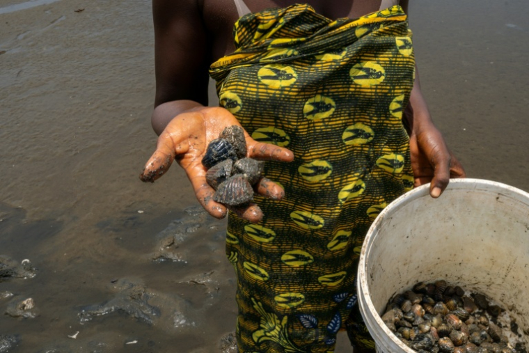 Une ostréicultrice montre sa récolte à Aberdeen Creek, le 15 avril 2026, en Sierra Leone ( AFP / Gemma Bonfiglioli )