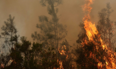 Des arbres en flammes, le 26 juillet 2026 à Arès, en Gironde ( AFP / ROMAIN PERROCHEAU )